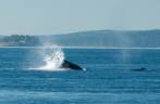 Grupo de baleias Humpback nadam em Telegraph Cove, na Vancouver Island, na Columbia Britânica, costa oeste do Canadá